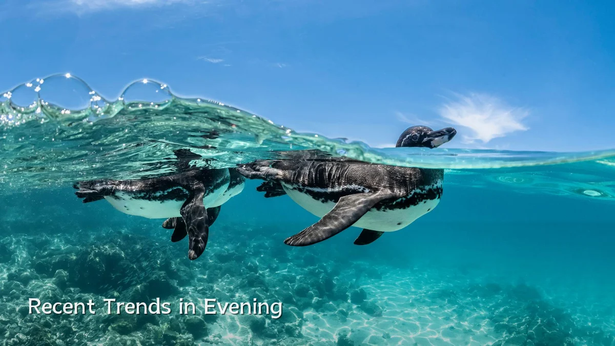 Recent Trends in Evening