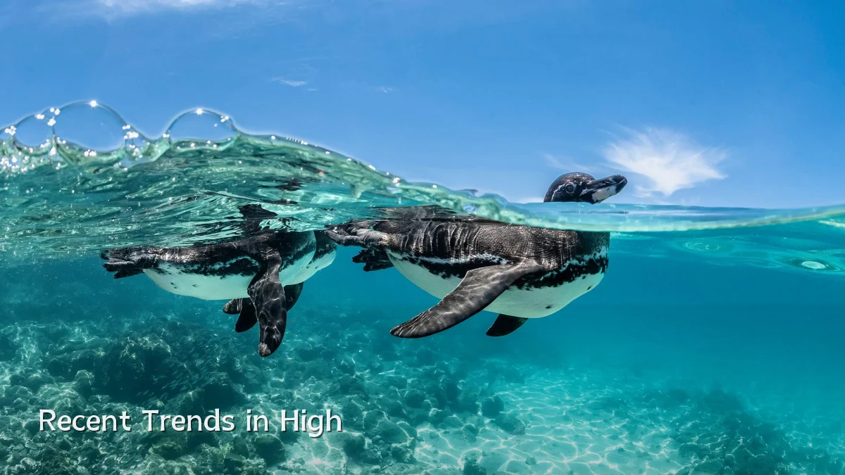 Recent Trends in High